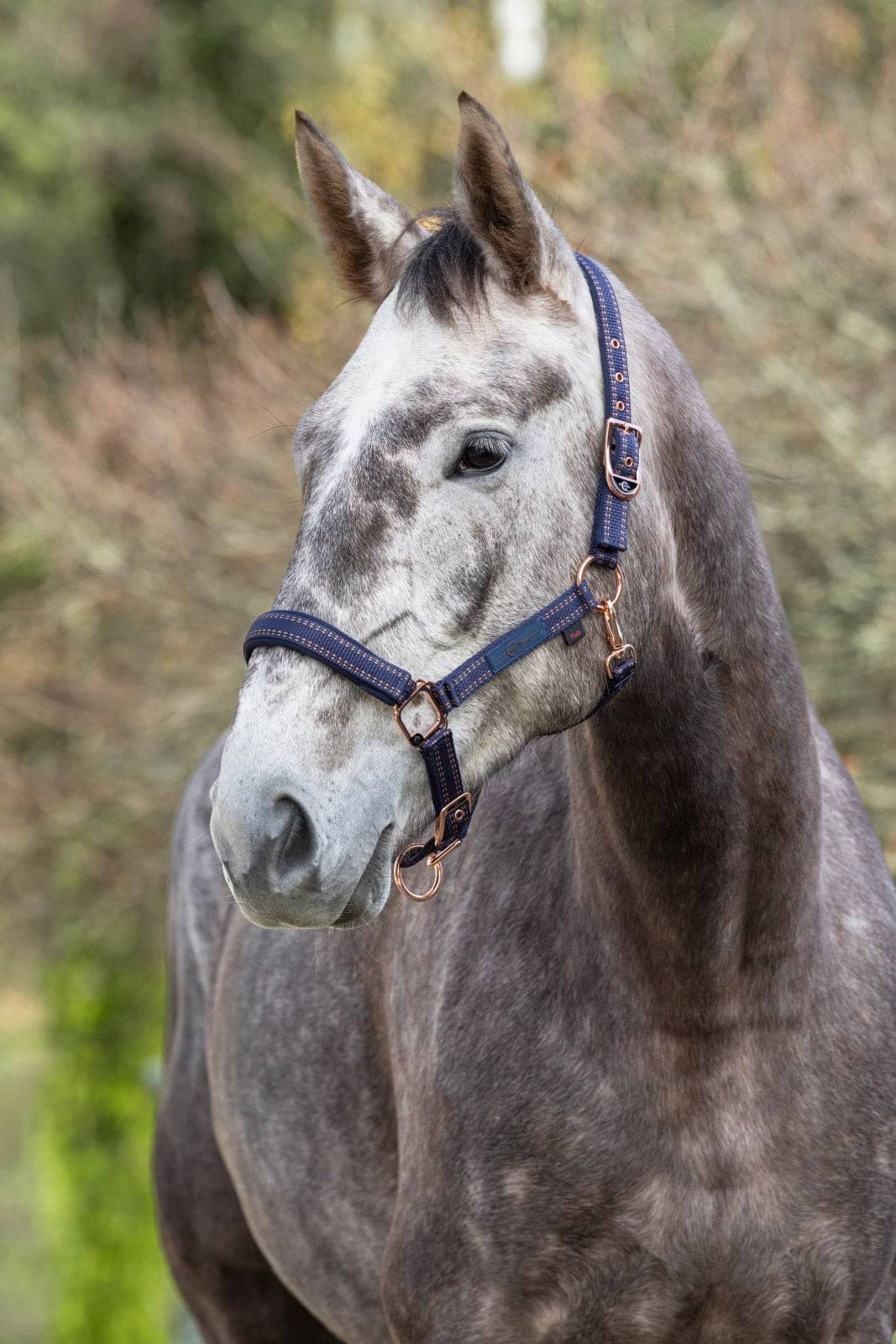 Kantar dla konia Royal, niebieski/karmelowy, roz. Pony, Covalliero