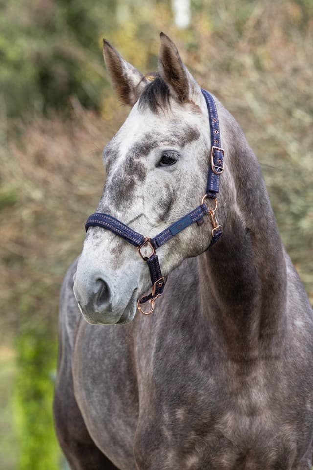 Kantar dla konia Royal, niebieski/karmelowy, roz. Pony, Covalliero