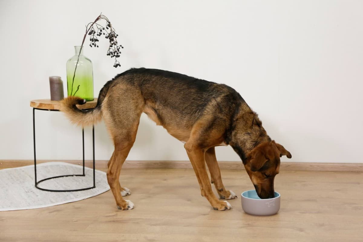 Miska ceramiczna dla psa Spirit, Kerbl