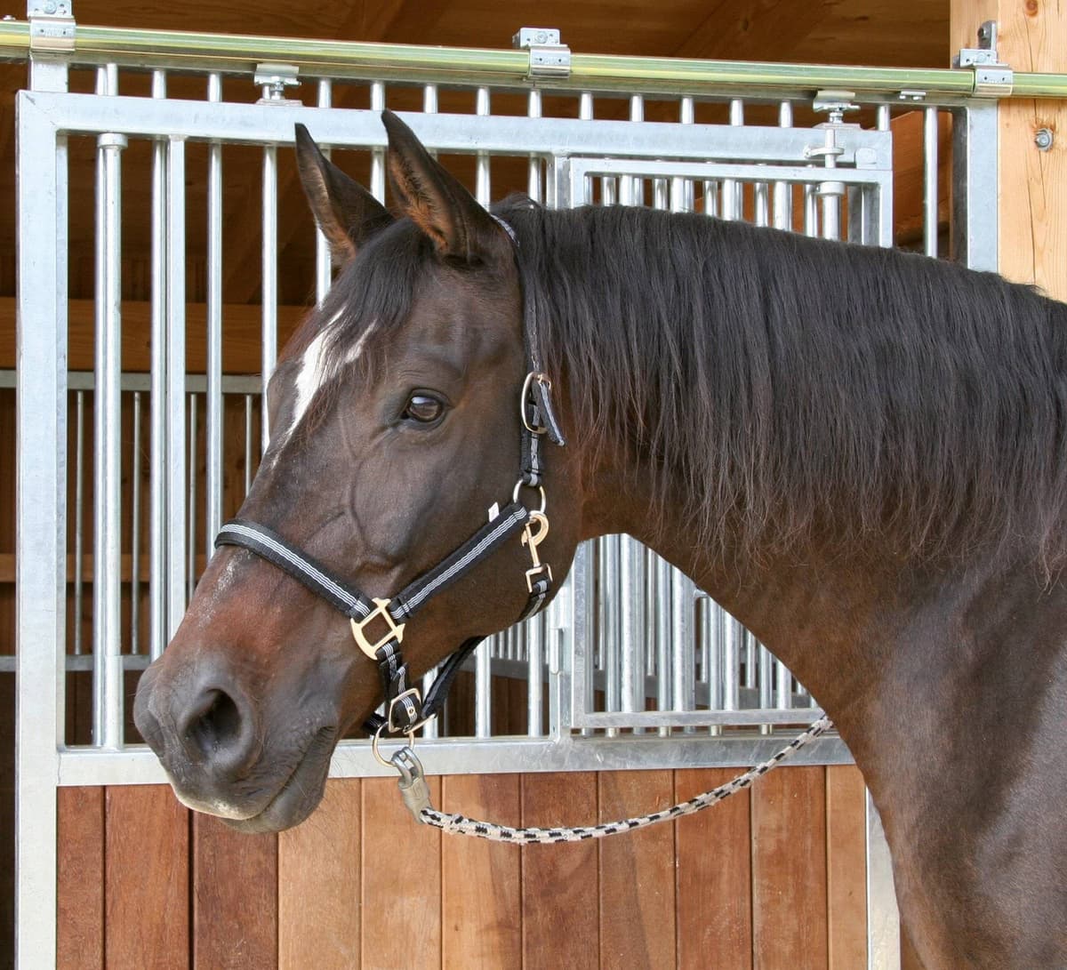 Kantar dla konia Mustang, czarny/srebrny, roz. Pony, Covalliero