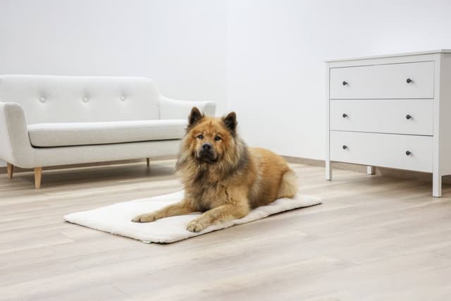 Materac dla psa Theo, 75 x 50 cm, Kerbl