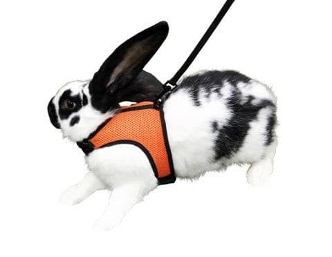 Szelki dla gryzoni ze smyczą Sport, 33 -43 cm, Kerbl