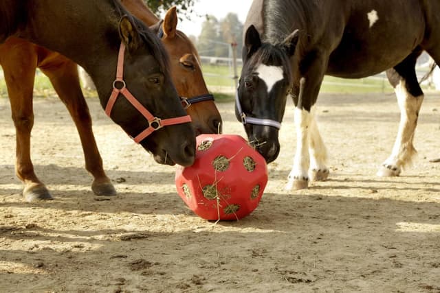 Piłka do zabawy dla konia HeuBoy, 40 cm, różowy, Kerbl