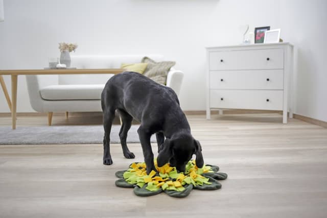 Mata węchowa dla psa Sunflower, Ø 60 cm, Kerbl