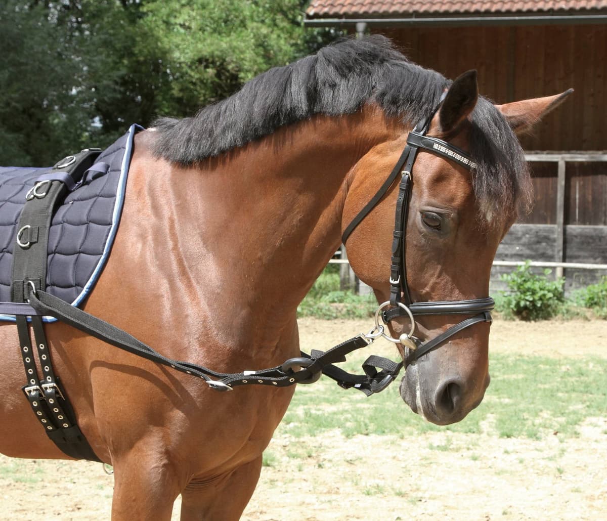 Wypinacze parciane z gumowymi kółkami, czarny, roz. Pony, Covalliero