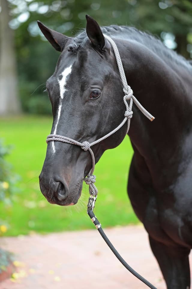 Kantar dla konia, sznurkowy, granatowy/beżowy, roz. Pony, Covalliero