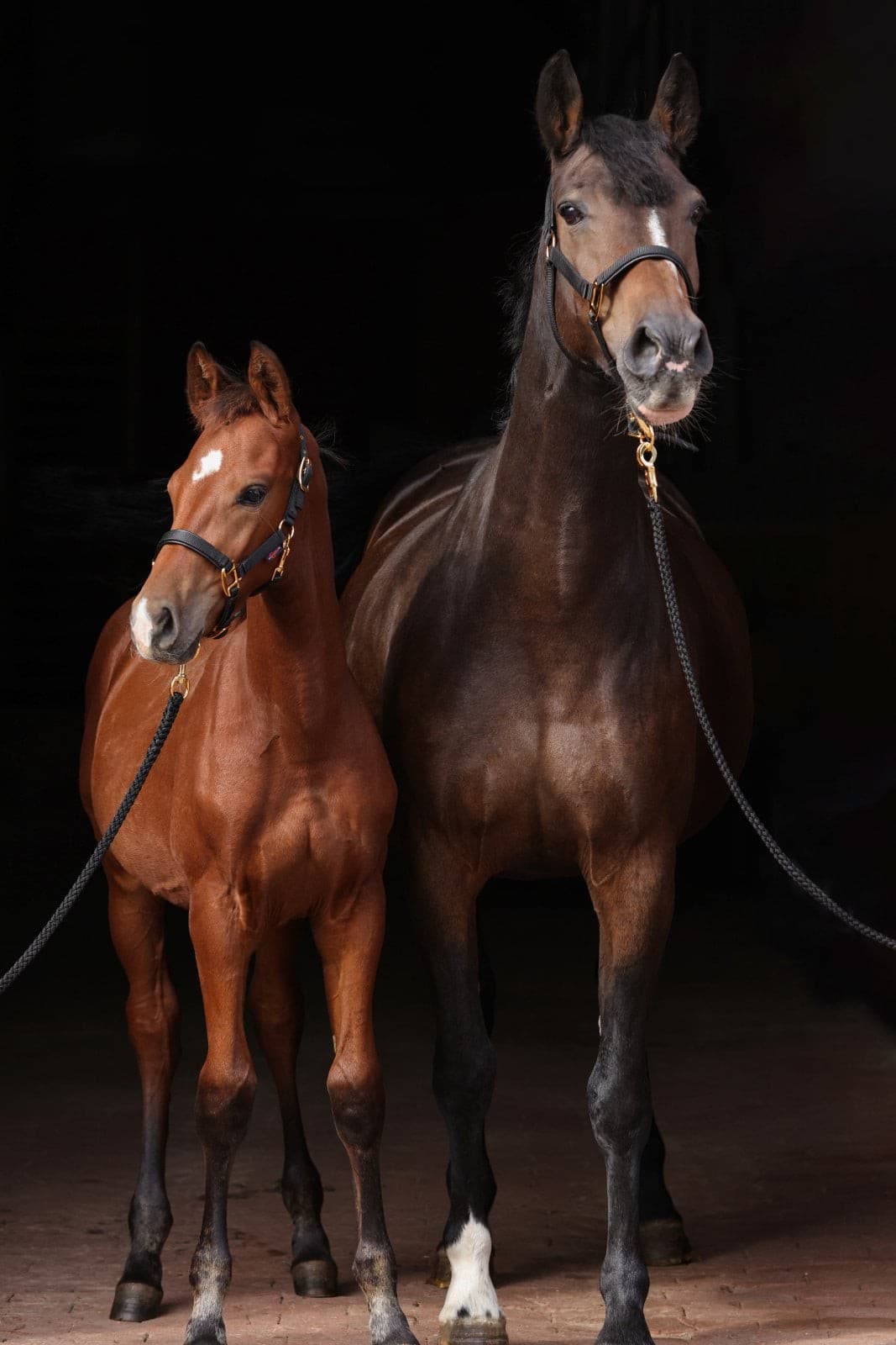 Kantar dla konia TopLine, czarny, roz. Foal, Covalliero