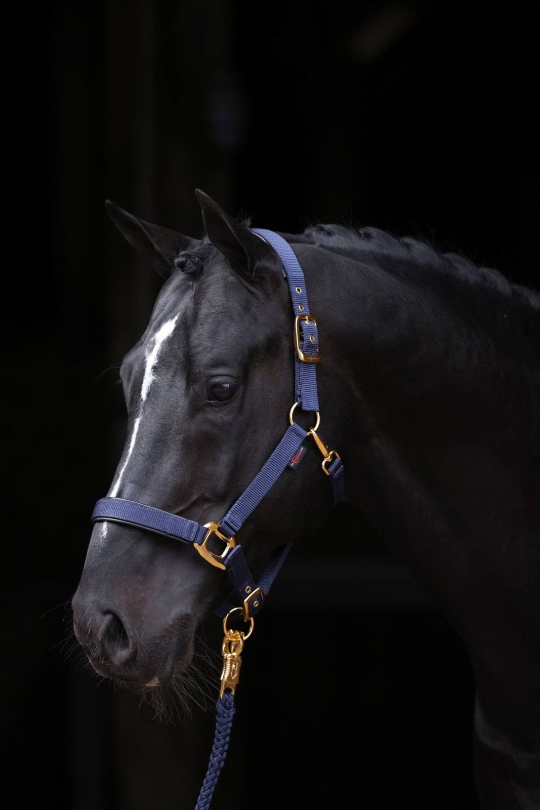 Kantar dla konia TopLine, granatowy, roz. Foal, Covalliero