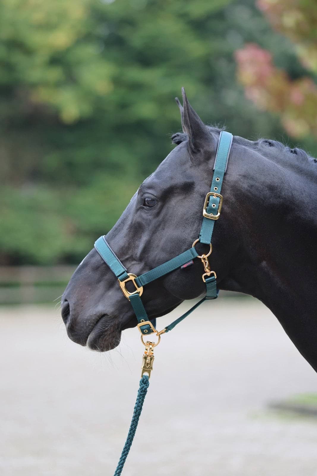 Kantar dla konia TopLine, zielony, roz. Foal, Covalliero