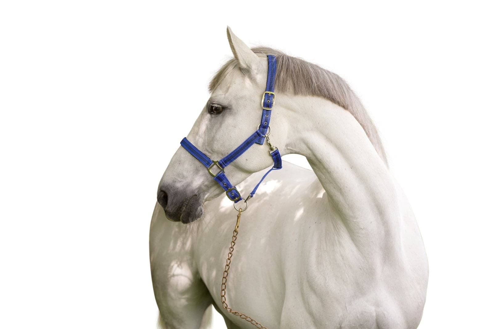 Kantar dla konia Mustang, niebieski/czarny, roz. Cob, Covalliero
