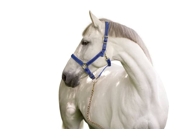 Kantar dla konia Mustang, niebieski/czarny, roz. Full, Covalliero