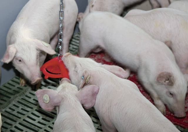 Antystresowe kółko do gryzienia na łańcuchu dla trzody, Kerbl