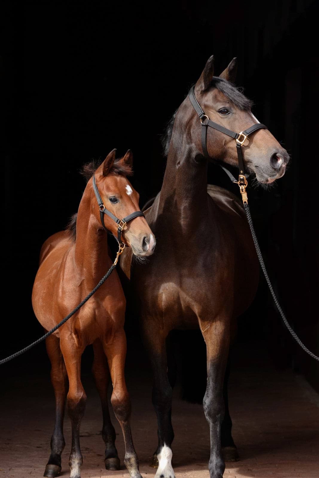 Kantar dla konia TopLine, czarny, roz. Pony, Covalliero