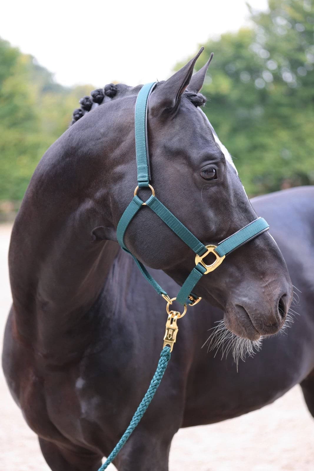 Kantar dla konia TopLine, zielony, roz. Foal, Covalliero