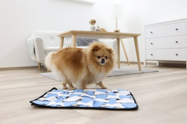 Mata węchowa dla psa Waffle, 60 x 40 cm, Kerbl