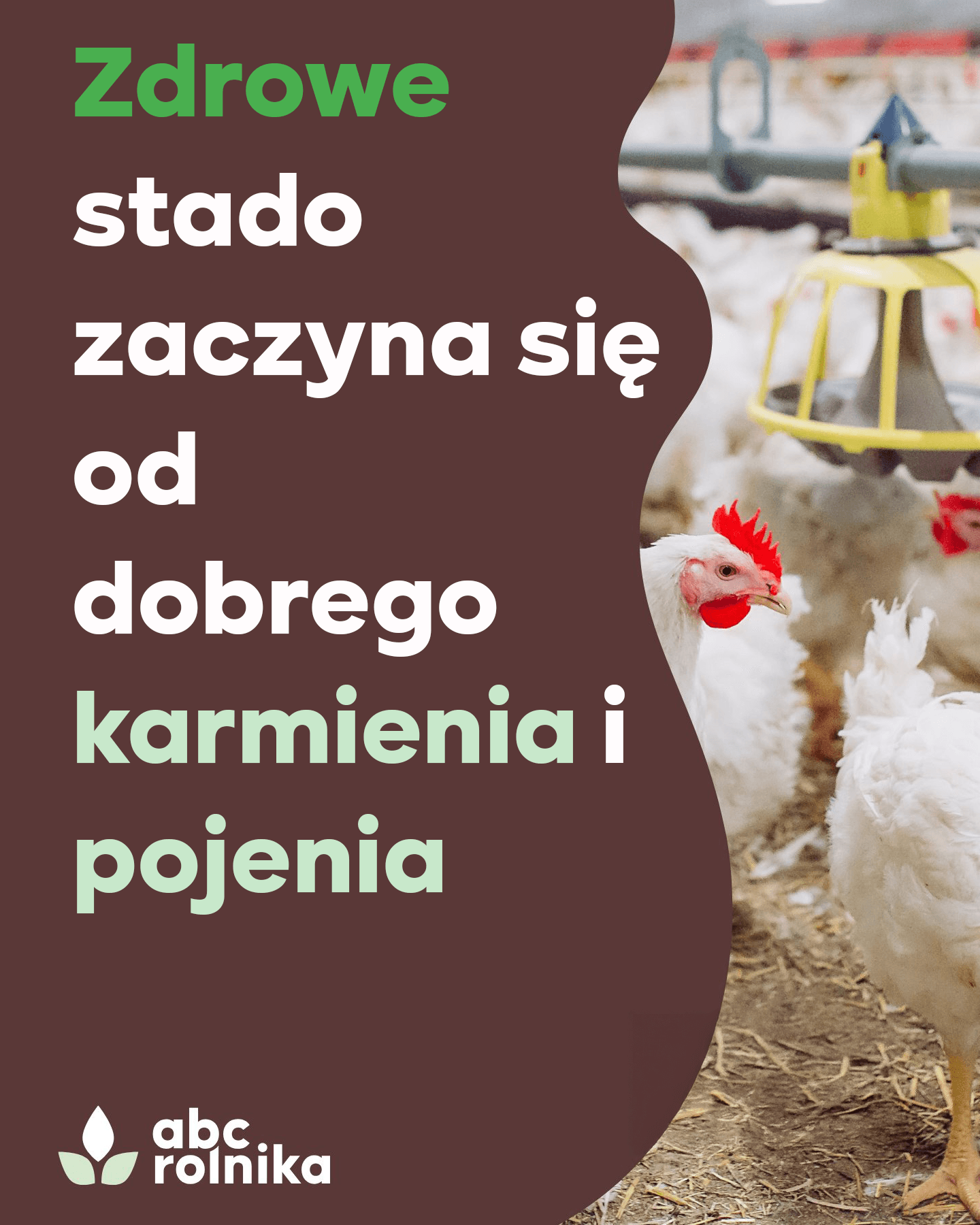 Poidła i karmidła dla drobiu