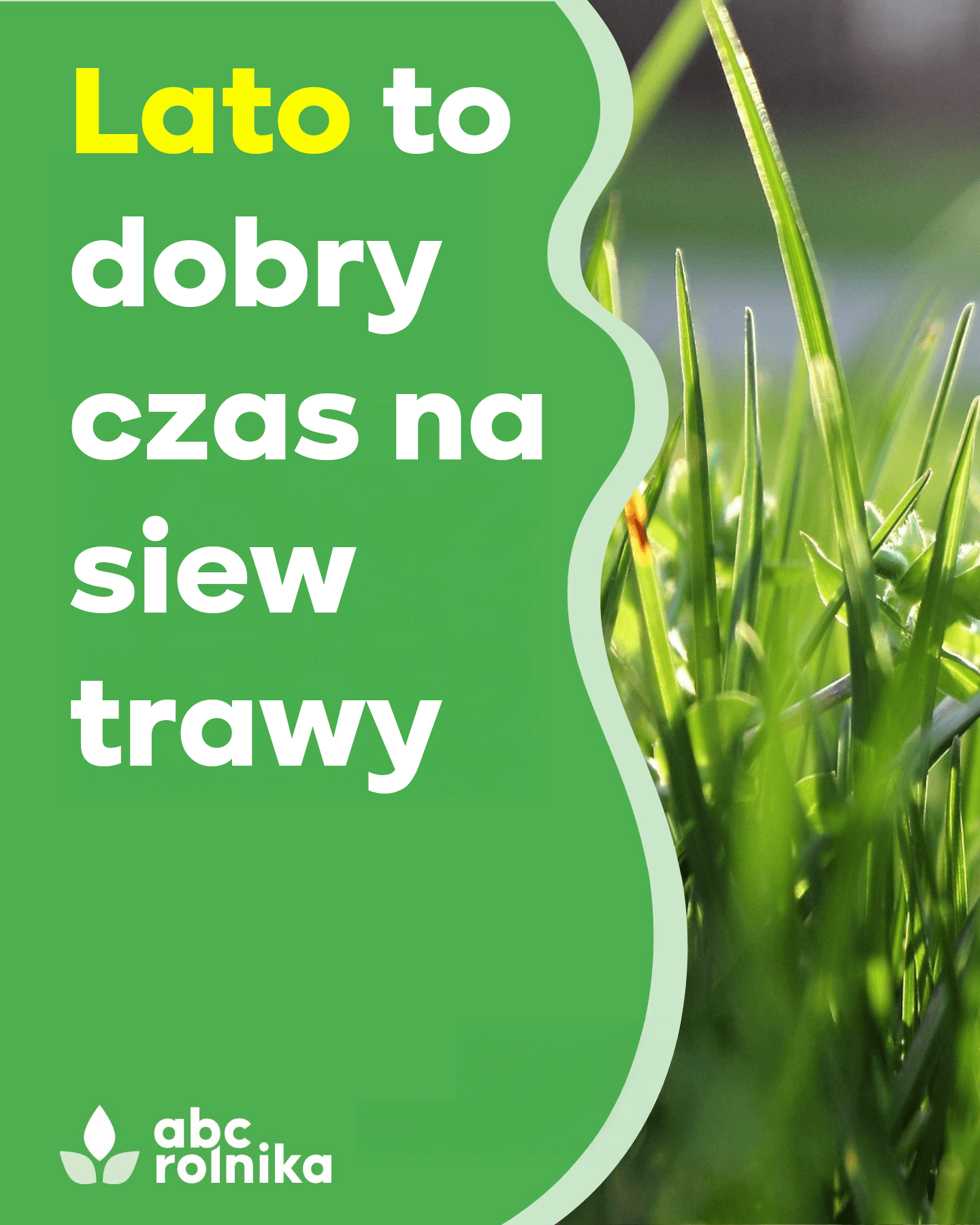 Trawy pastwiskowe
