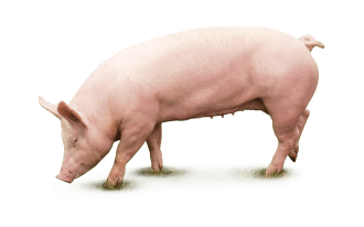 Trzoda