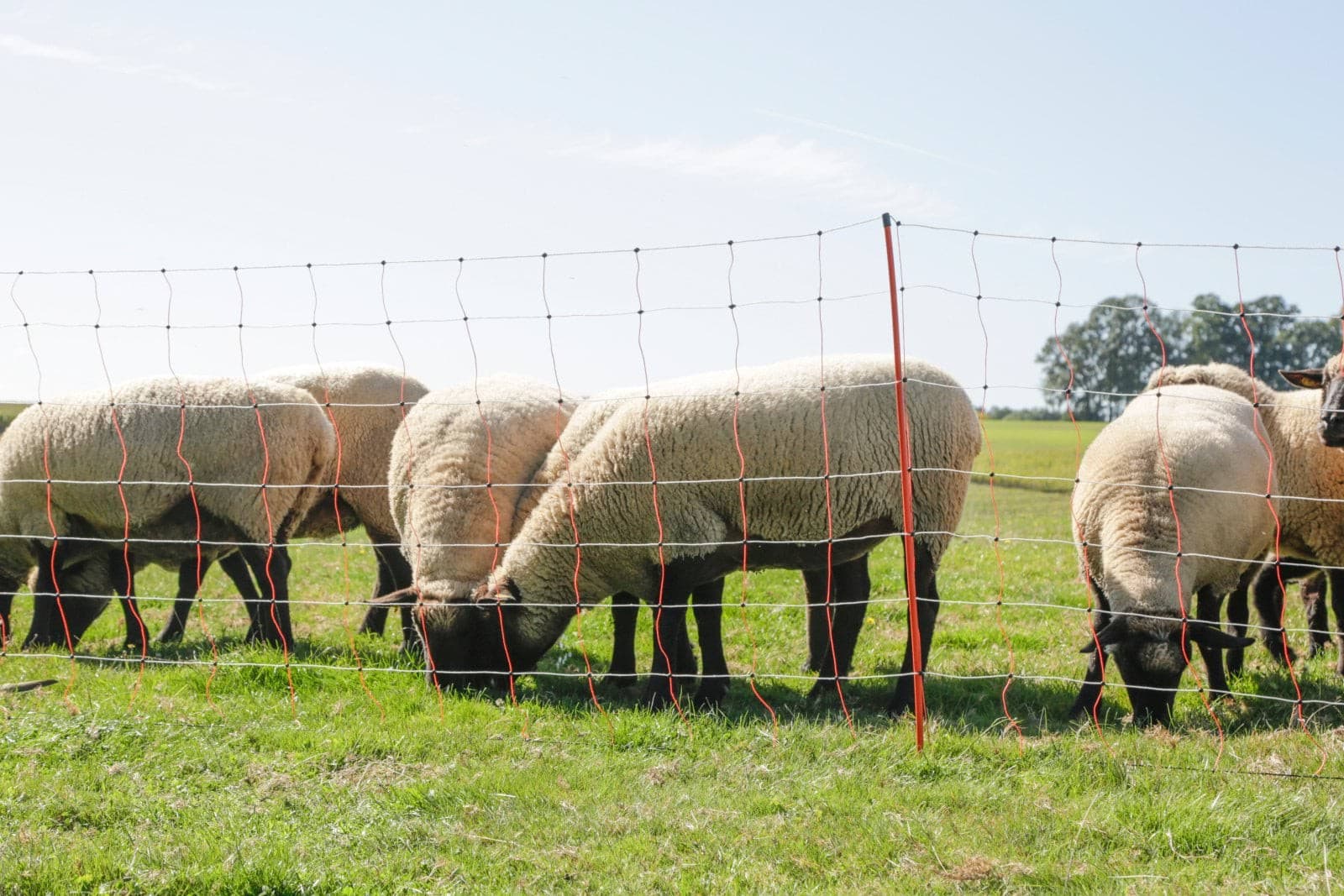 Siatka dla owiec TopLine Net 108 cm 50 m Kerbl