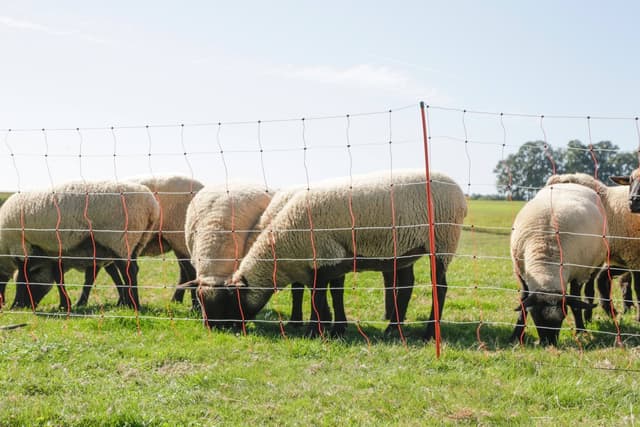 Siatka dla owiec TopLine Net 108 cm 50 m Kerbl