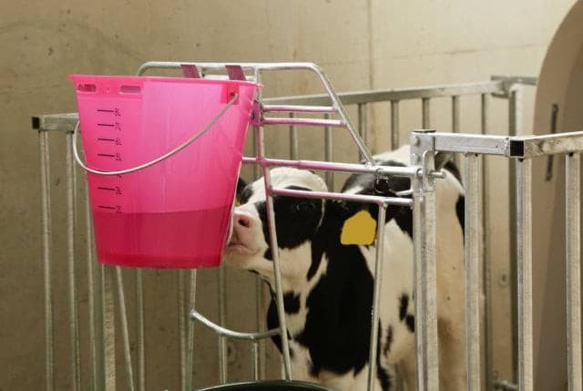 Wiadro do pojenia cieląt, "Food Safe", ze skalą, 8 l, transparentne, różowe, Kerbl