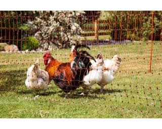 Siatka elektryczna dla drobiu 50 m, Kerbl