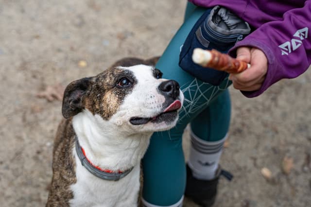 Przysmak dla psa 17 cm z skóry wołowej i kaczki 500 g Can Agri