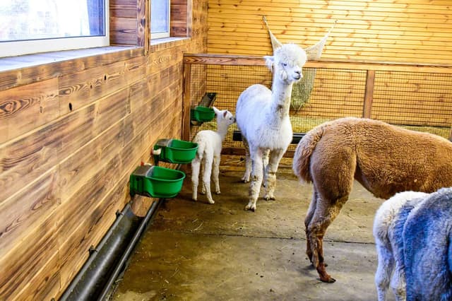 Poidło podgrzewane SH30 z zaworem pływakowym, 230V/73W