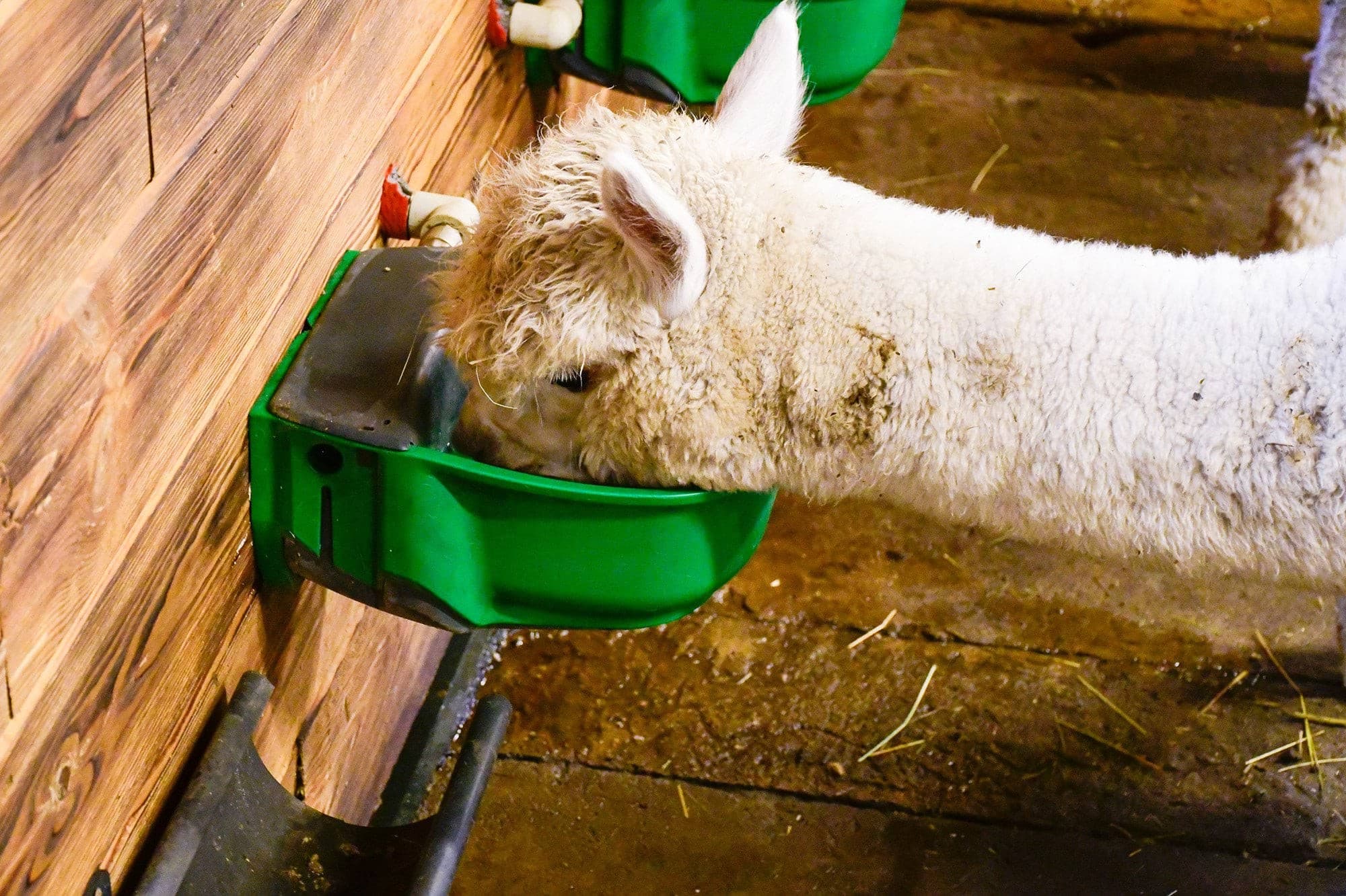 Poidło podgrzewane z zaworem pływakowym SH30, 24 V/73 W, z dodatkowym kablem grzewczym, Kerbl