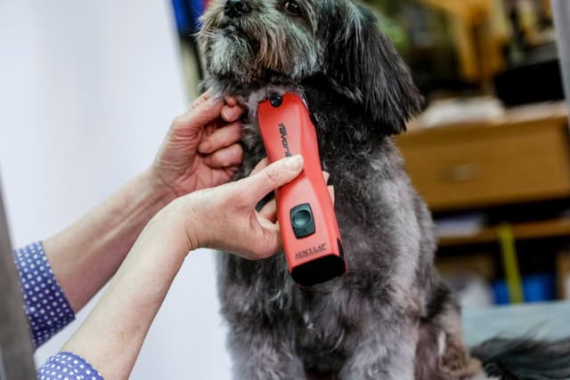 Maszynka do strzyżenia Favorita CL dla małych zwierząt