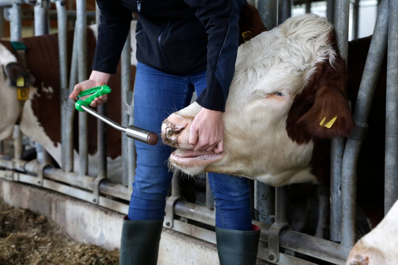 Bolus dla krów Fertilgol 8x95g, Agrochemica