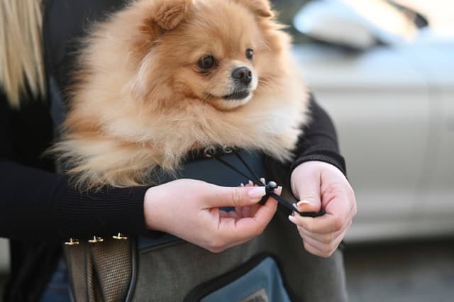 Torba podróżna dla psa Kerbl Vacation szaro-niebieska