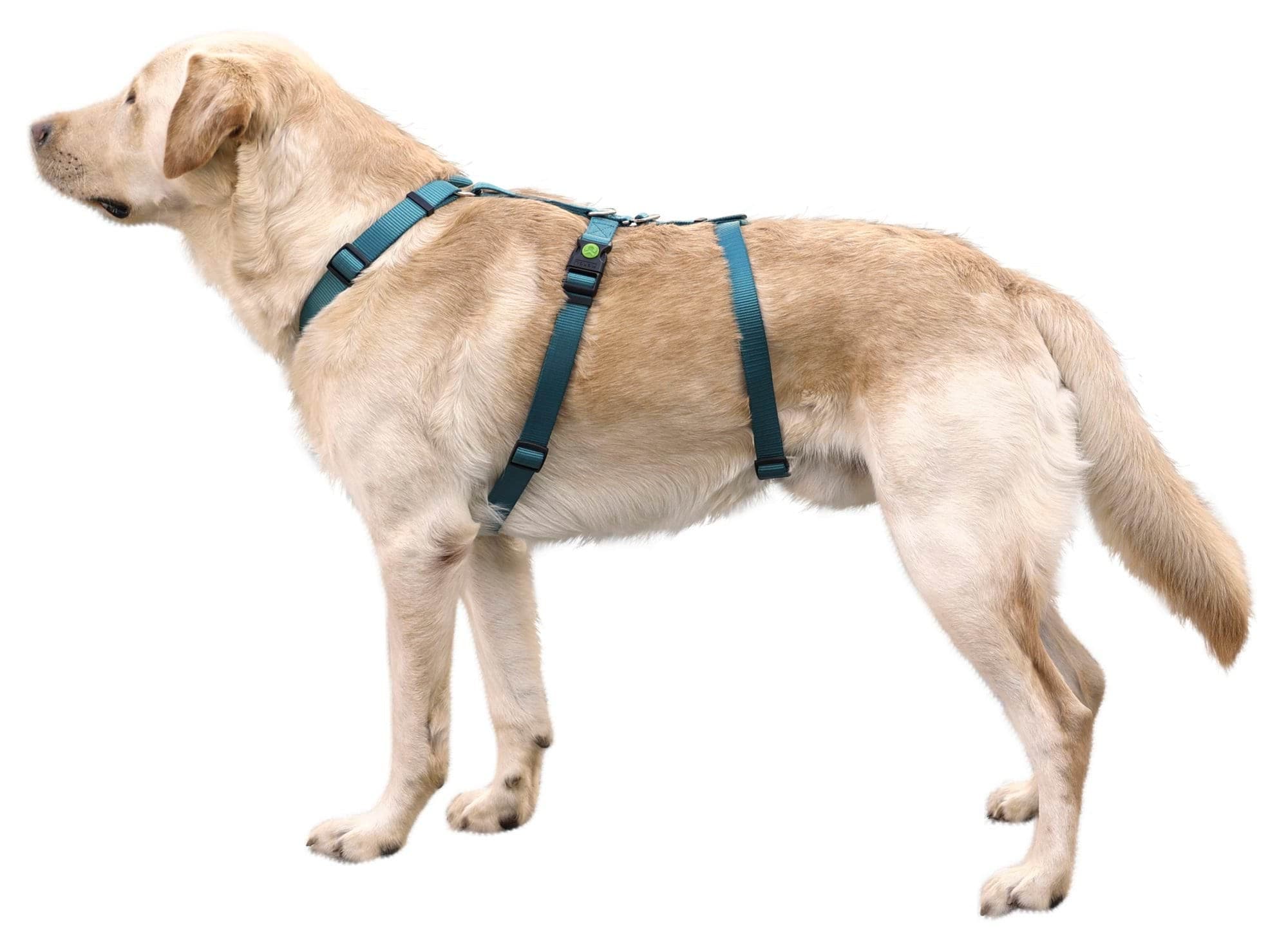 Szelki antyucieczkowe dla psa Miami 15 mm 38-52 cm turkusowe