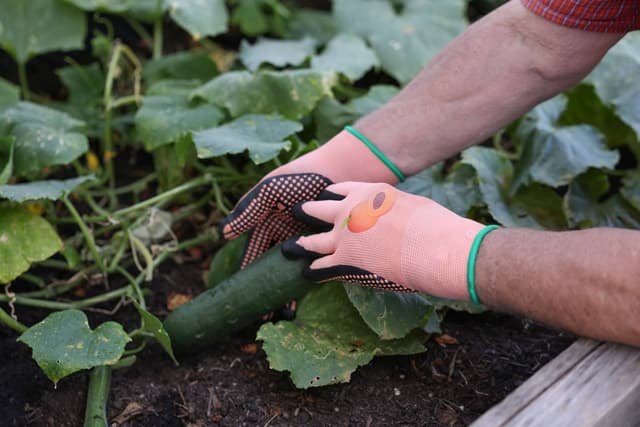 Rękawice ogrodowe Blossom nitrylowe z wypustkami morelowe rozmiar 6