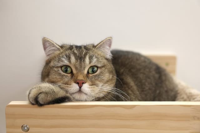 Drewniany hamak montowany do ściany 38x33,5x16 cm Kerbl