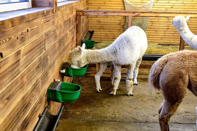 Poidło podgrzewane SH30 z zaworem pływakowym, 230V/73W