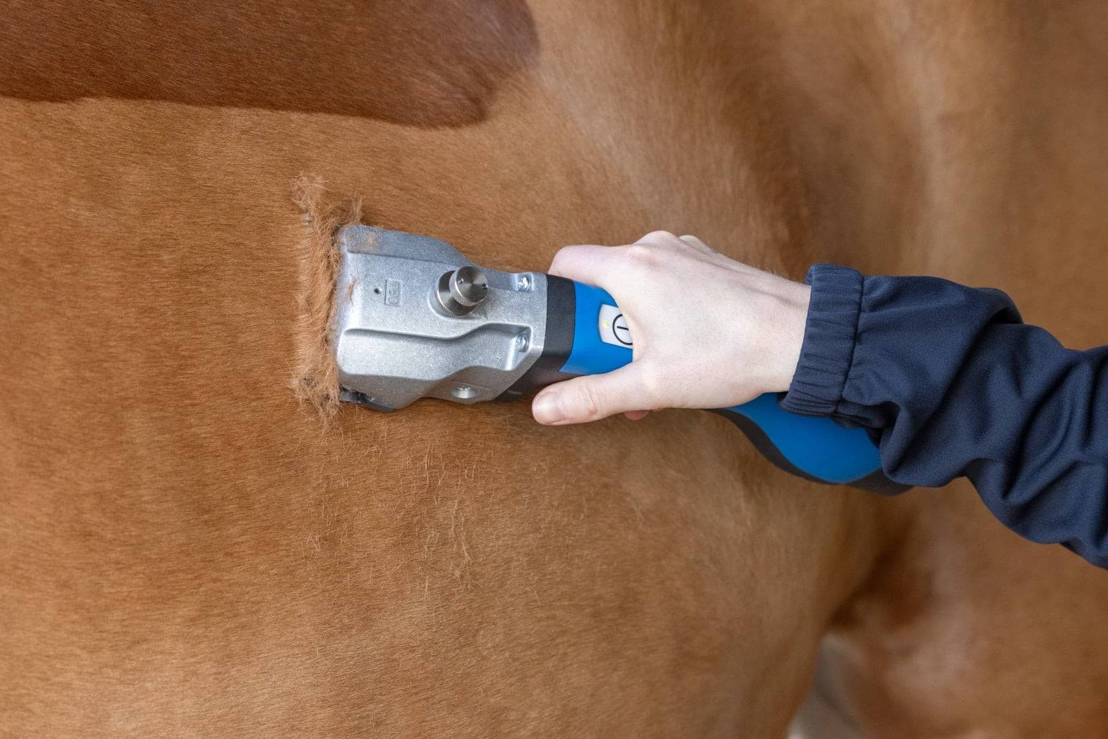 Maszynka do strzyżenia koni Bonum, 1 akumulator, niebieski, Aesculap