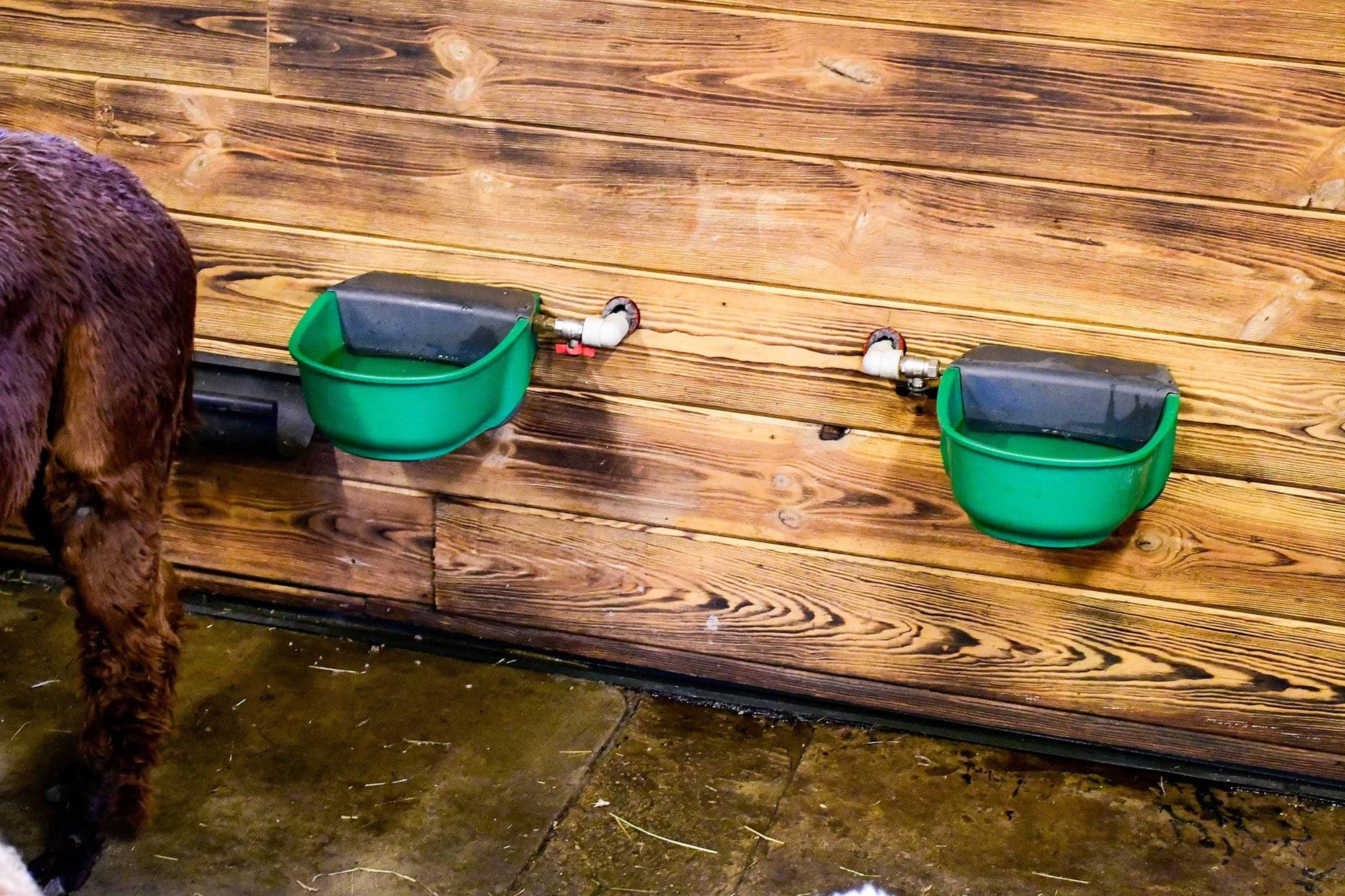 Poidło podgrzewane z zaworem pływakowym SH30, 24 V/73 W, z dodatkowym kablem grzewczym, Kerbl