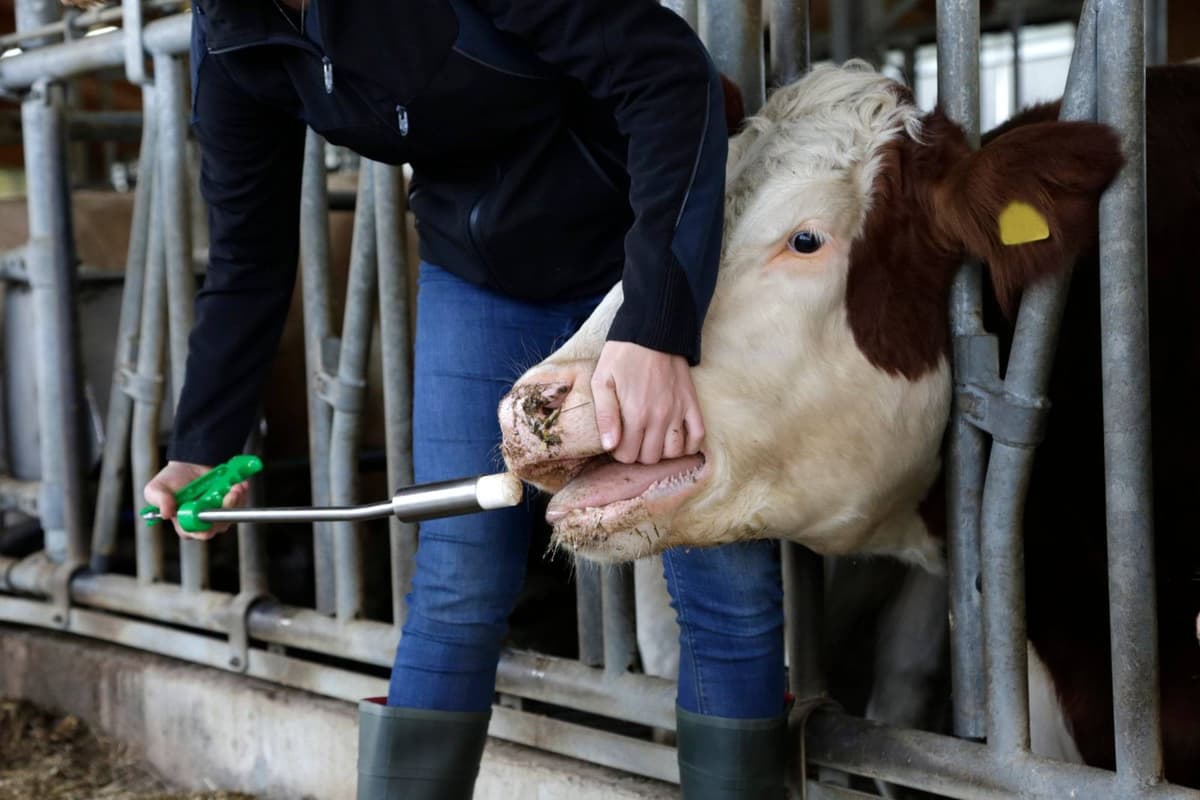 Bolus fosforowy Phosphogol dla krów, 4 x 185 g