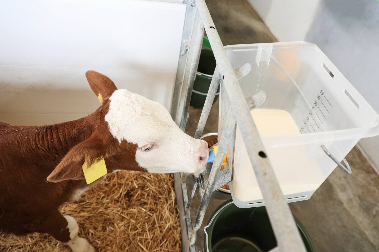 Smoczek antybakteryjny Kerbl do wiadra pojenia cieląt 100 mm niebieski 10 szt.