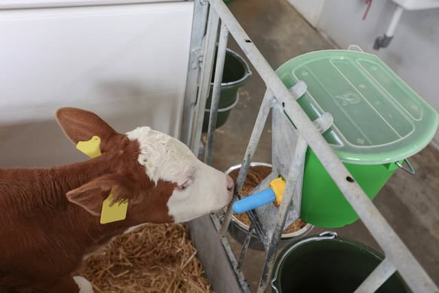 Smoczek antybakteryjny Kerbl do wiadra pojenia cieląt 100 mm niebieski 10 szt.