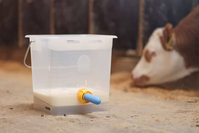 Smoczek antybakteryjny Kerbl do wiadra pojenia cieląt 100 mm niebieski 10 szt.