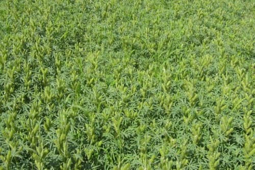 Agronas łubin wąskolistny 25kg