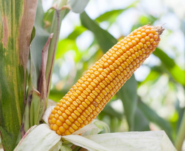 Kukurydza Kosmal FAO 260 + zaprawa Korit 420 FS