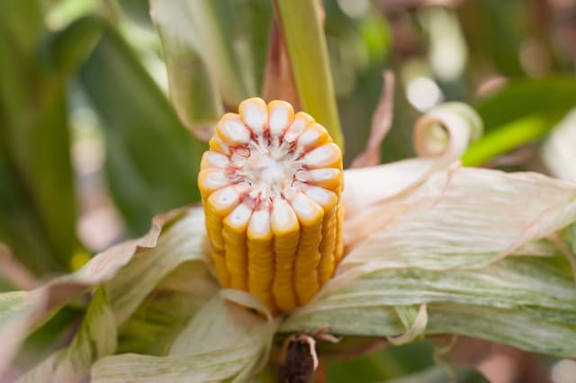 Kukurydza Kosmal FAO 260 + zaprawa Korit 420 FS