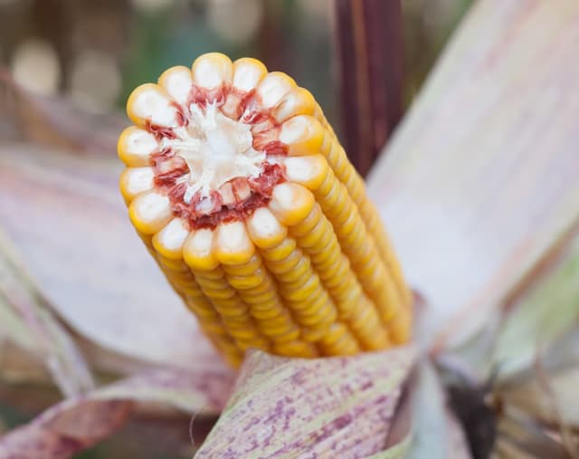 Kukurydza Rywal FAO 210 + zap. Korit 420 FS