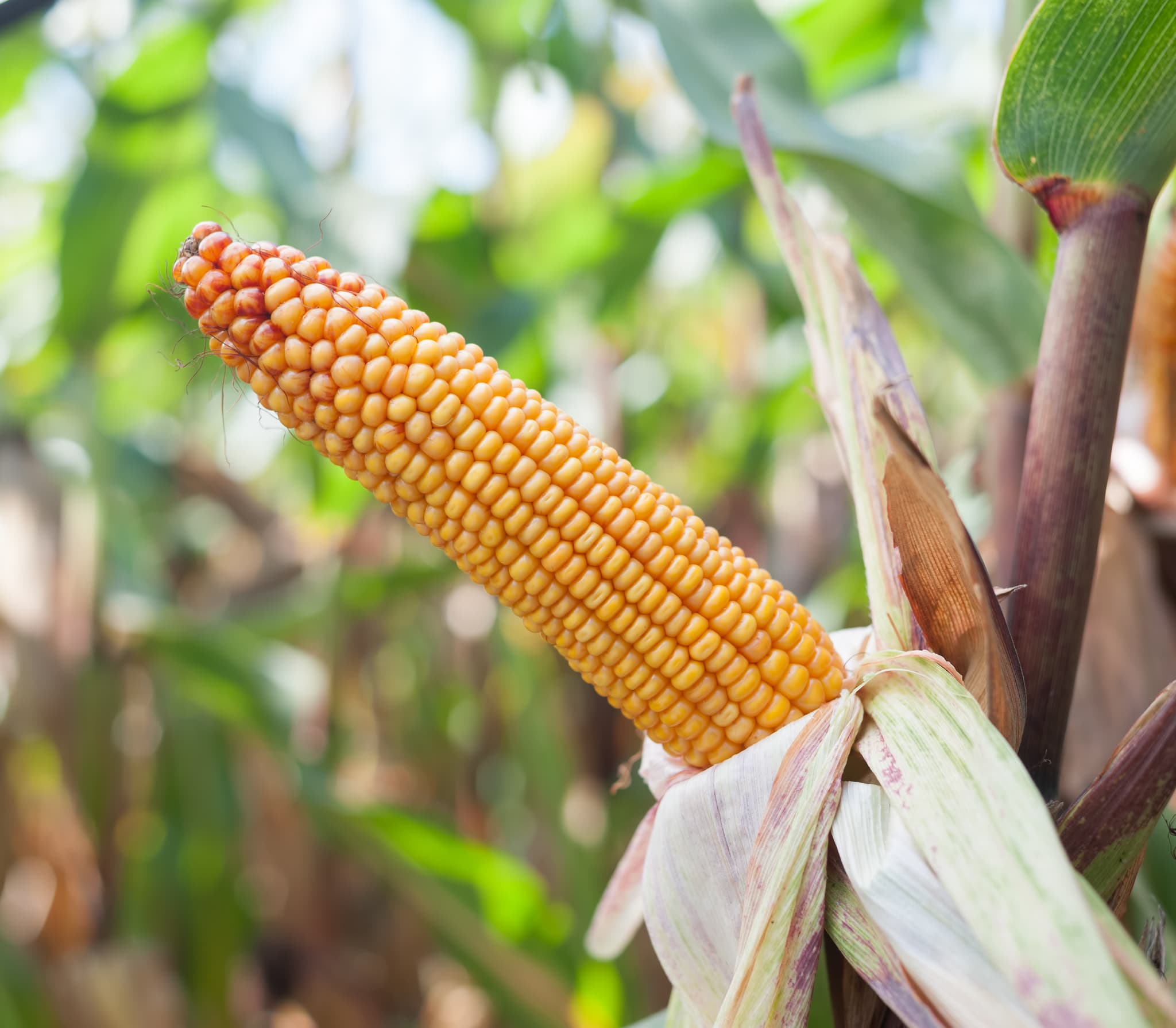 Kukurydza Skarb FAO 220 + Korit 420 FS