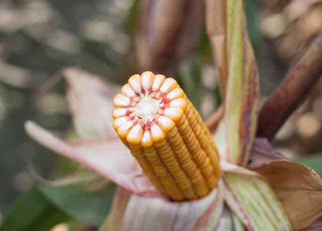 Kukurydza Skarb FAO 220 + Korit 420 FS