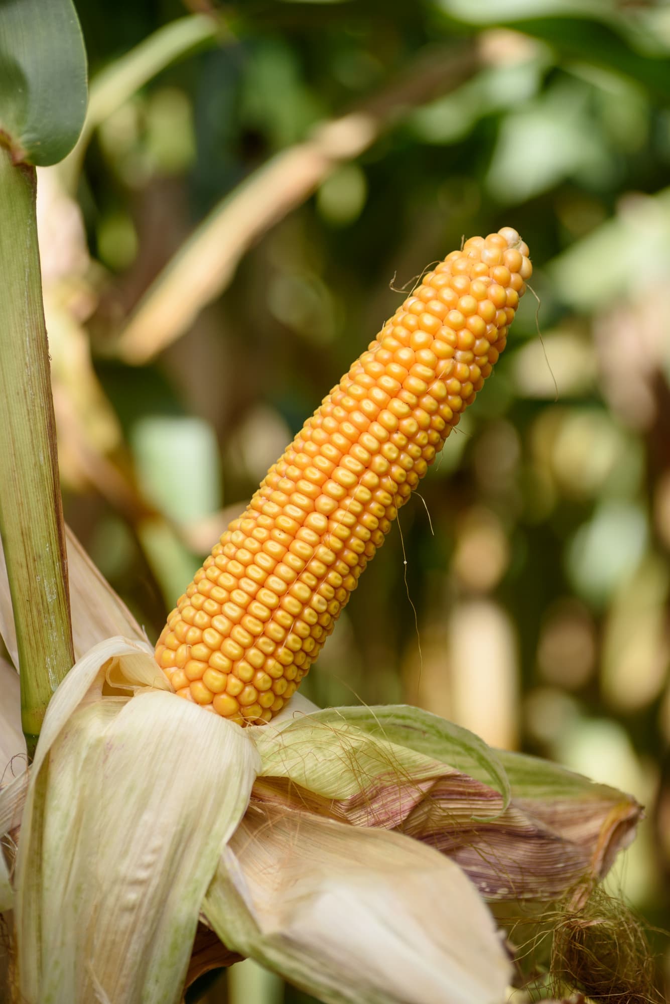 Kukurydza SM Jubilat FAO 230-240 + Korit 420 FS