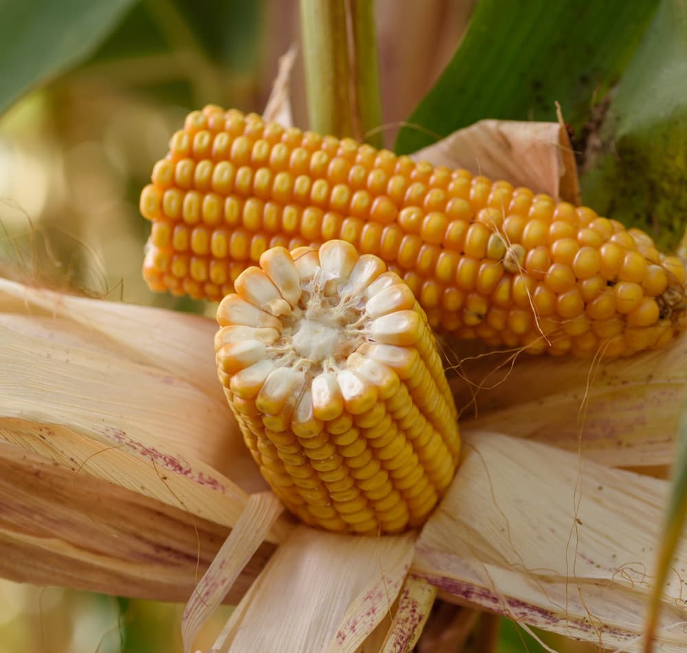 Kukurydza SM Jubilat FAO 230-240 + Korit 420 FS